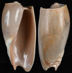 Cymbium cymbium