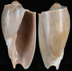 Cymbium cymbium