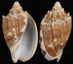 Cymbiola vespertilio