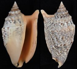 Euprotomus chrysostomus