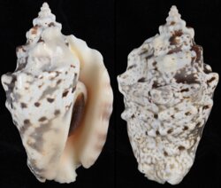 Lentigo lentiginosus