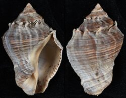 Volema myristica