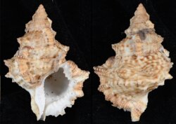 Tutufa oyamai