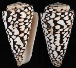 Conus marmoreus