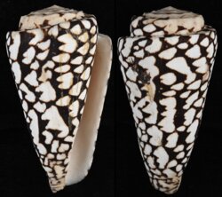 Conus marmoreus