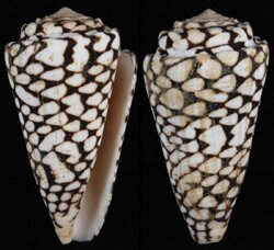 Conus marmoreus