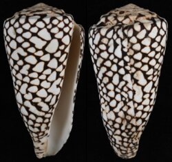 Conus marmoreus