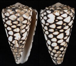 Conus marmoreus