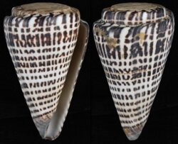 Elisaconus litteratus