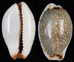 Naria gangranosa