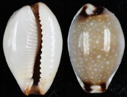 Naria gangranosa