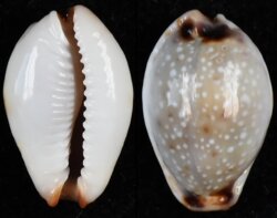 Naria gangranosa