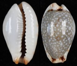Naria gangranosa