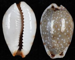 Naria gangranosa