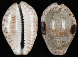Naria nebrites