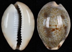 Erronea pallida pallida