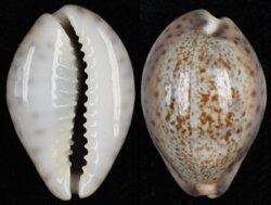 Pseudozonaria robertsi