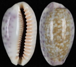 Ovatipsa chinensis chinensis