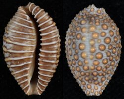 Jenneria pustulata