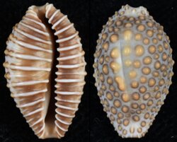 Jenneria pustulata