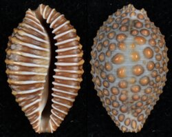 Jenneria pustulata