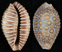 Jenneria pustulata