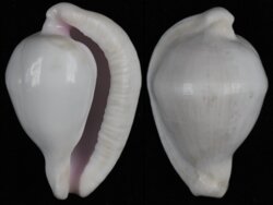 Ovula costellata