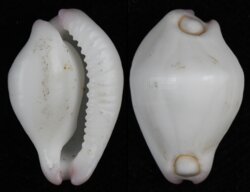 Calpurnus verrucosus