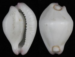 Calpurnus verrucosus
