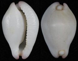 Calpurnus verrucosus