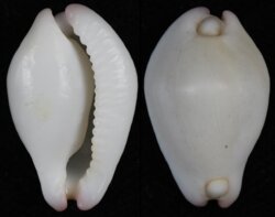 Calpurnus verrucosus