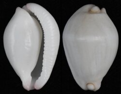 Calpurnus verrucosus