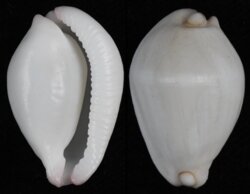 Calpurnus verrucosus