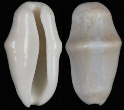 Cyphoma gibbosa