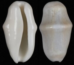 Cyphoma gibbosa