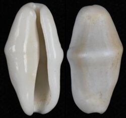 Cyphoma gibbosa