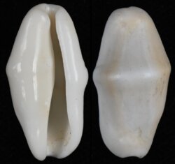 Cyphoma gibbosa