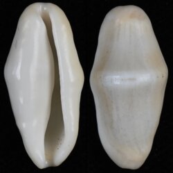 Cyphoma gibbosa