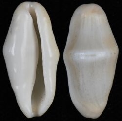 Cyphoma gibbosa