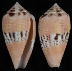 Rubroconus coccineus