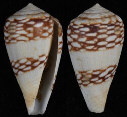 Lautoconus aff mercator