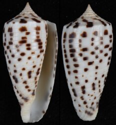 Phasmoconus blanfordianus