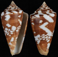 Leptoconus castaneofasciatus
