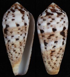Pionoconus circumcisus