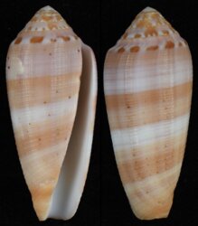 Pionoconus circumcisus fma brazieri