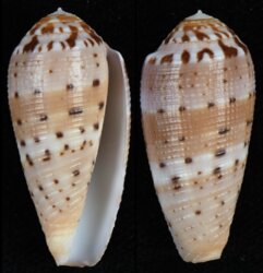 Pionoconus circumcisus