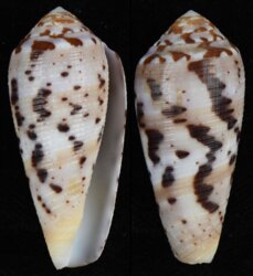 Pionoconus circumcisus