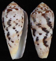 Pionoconus circumcisus