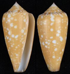 Darioconus crocatus crocatus