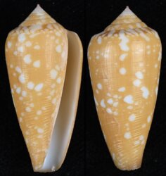 Darioconus crocatus crocatus
